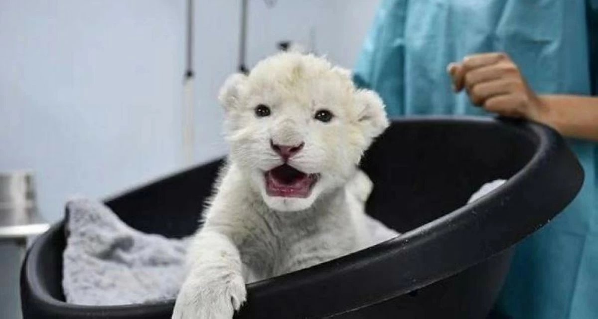 اخبار منوعه – ولادة شبلين أبيضين في حديقة فنزويلية