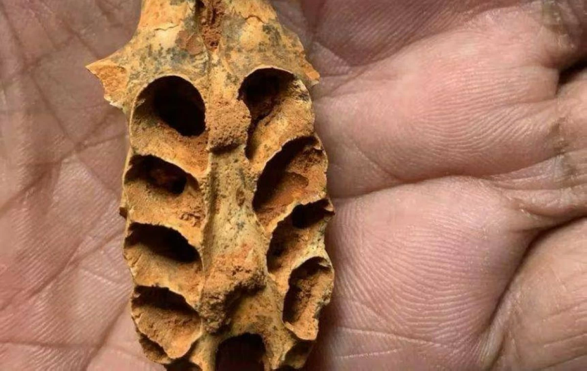 اخبار التكنولوجيا – خلايا نحل عمرها 20 ألف عام داخل أسنان عظمية متحجرة