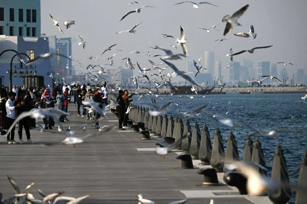 صوره – مشاهد ساحرة.. طيور النورس تزين ميناء الدوحة القديم (أ ف ب)