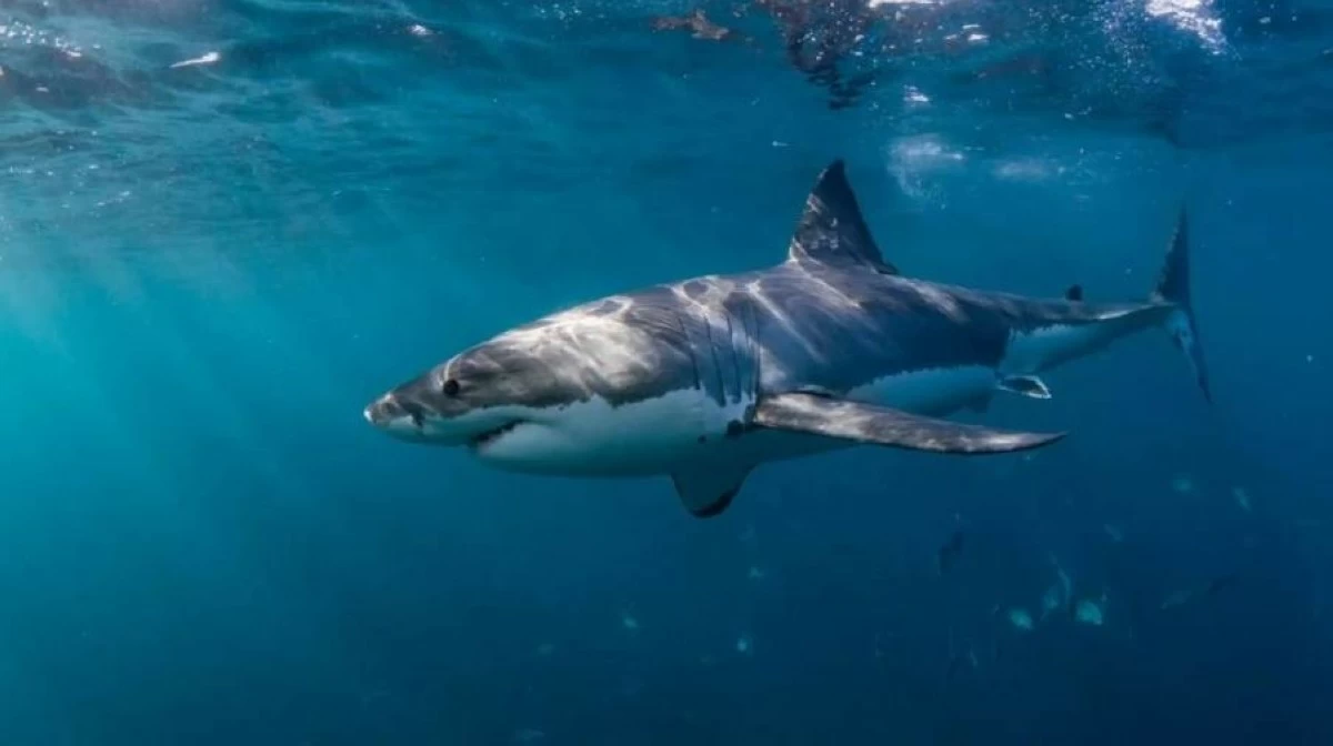 اخبار منوعه – وفاة صبي أسترالي بعد هجوم سمكة قرش في ميناء سيدني