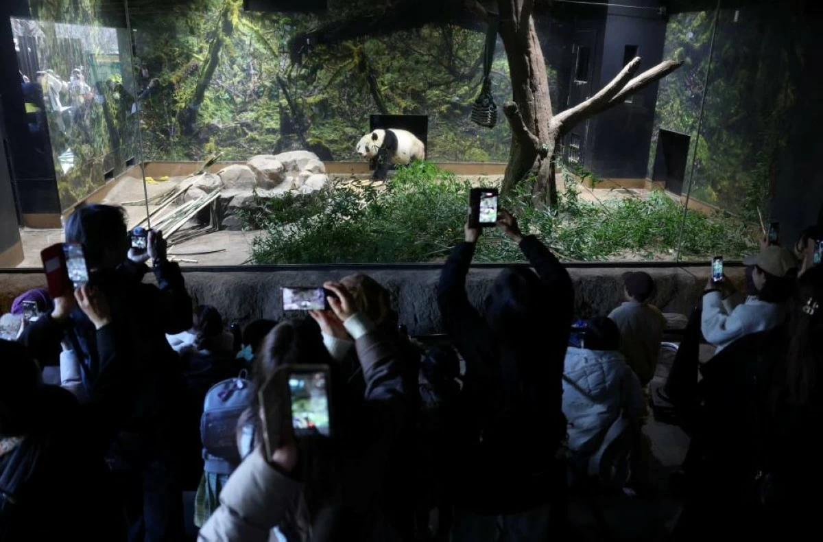 اخبار منوعه – شاهد الصور… عشاق الباندا في اليابان يودعون الزوج الأخير