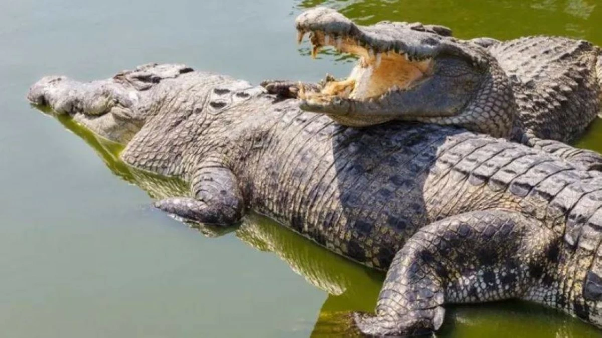 أخبار منوعة – التماسيح تغزو موزمبيق بعد فيضانات عارمة