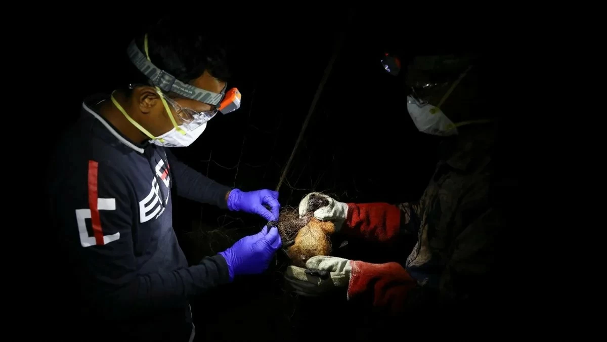 طب وصحة – وخطر فيروس نيباه منخفض في الهند ولا توجد مؤشرات على انتشاره