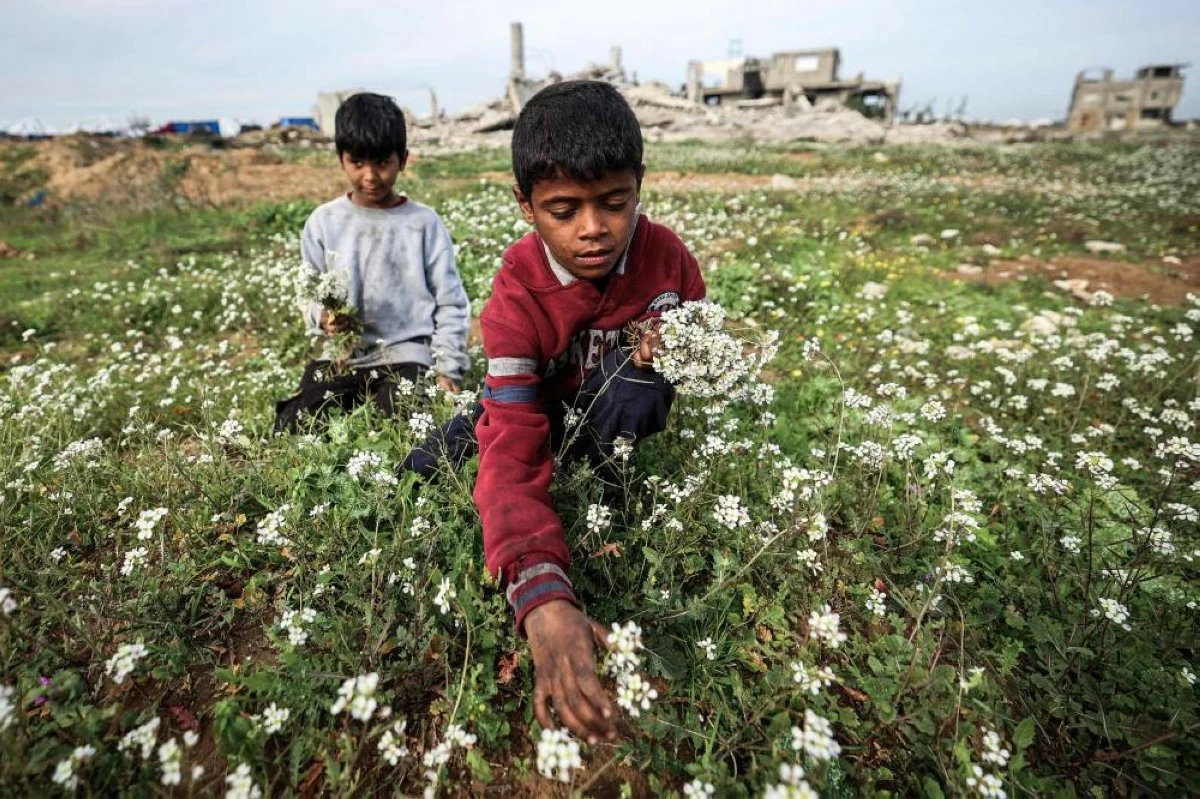 صوره – طفلان من غزة يقطفان الزهور من حقل بالقرب من المباني المدمرة في مخيم النصيرات للاجئين، شمال دير البلح.