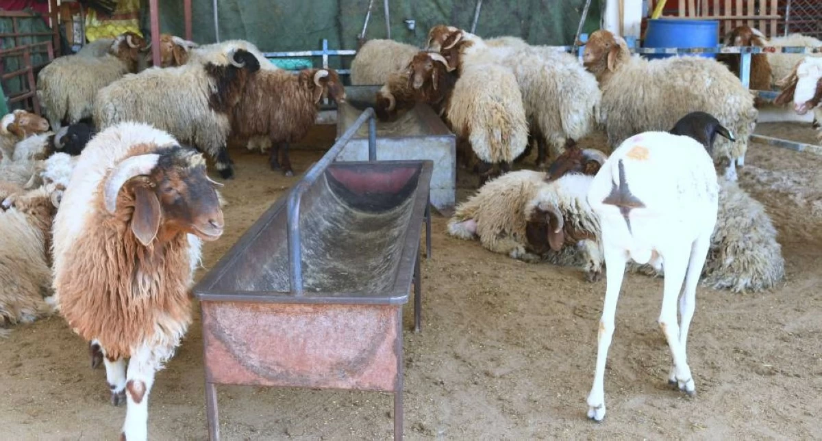 سوق الأغنام في الوكرة يستعد للموسم الرمضاني