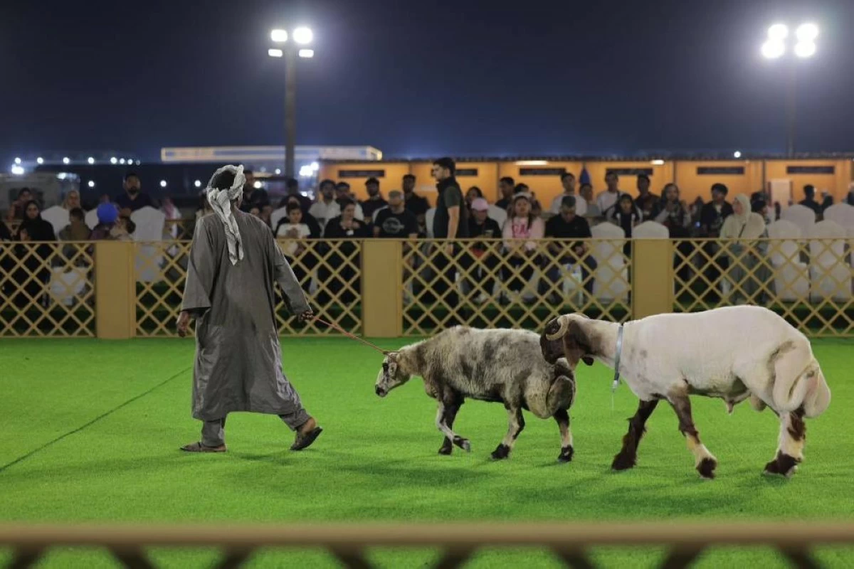 مزارع الأغنام السورية تتصدر منافسات مهرجان قطر حلال 2026