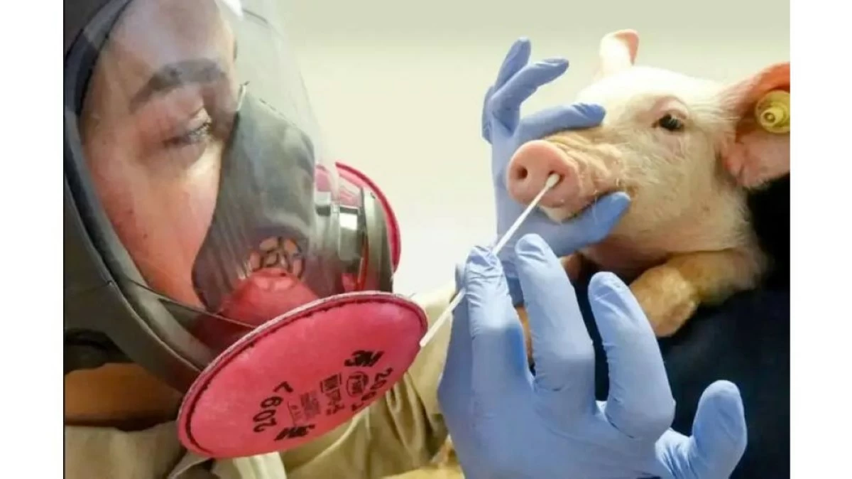 اشتباه بانتقال إنفلونزا الخنازير بين البشر في إسبانيا