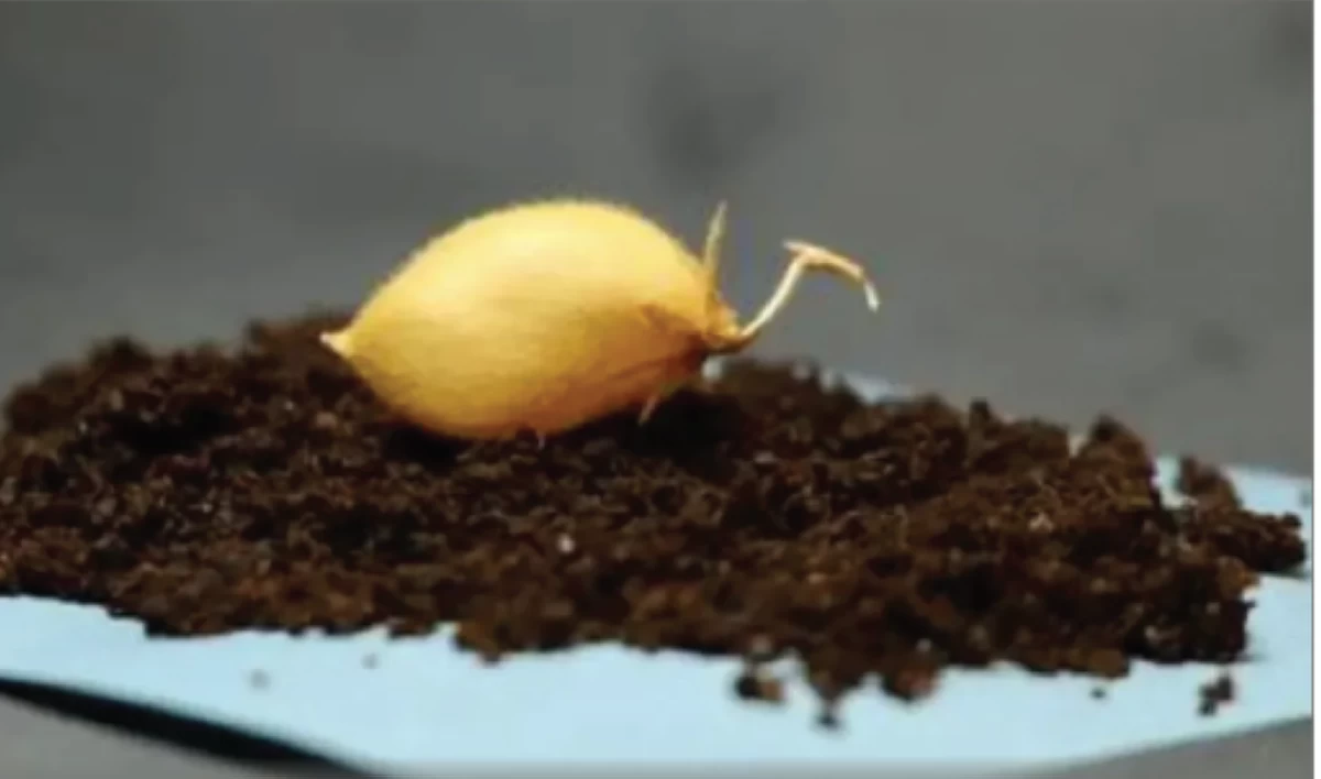 نجاح الزراعة في «تربة قمرية»