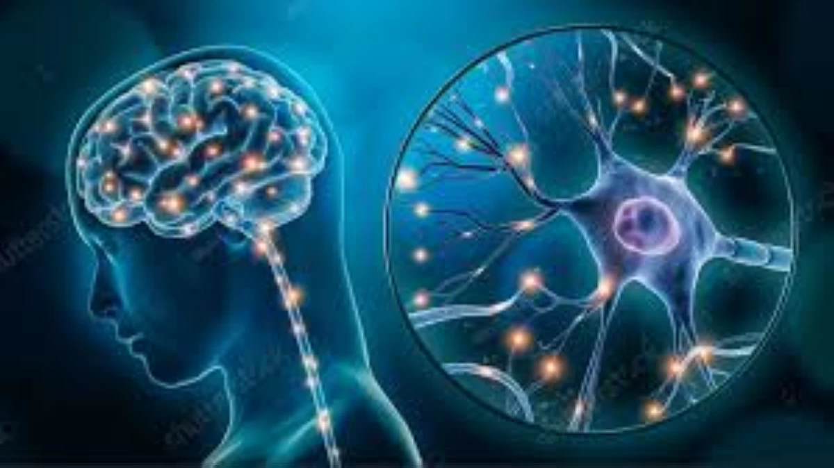 طب وصحة – 3 خطوات لاستعادة توازن الدماغ