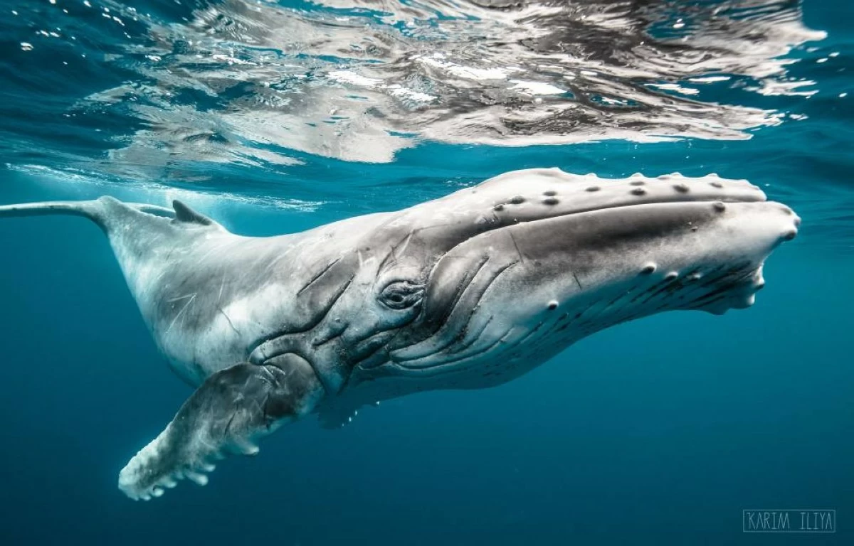 أخبار منوعة – تسجيل من القرن الماضي لصوت الحوت الأحدب