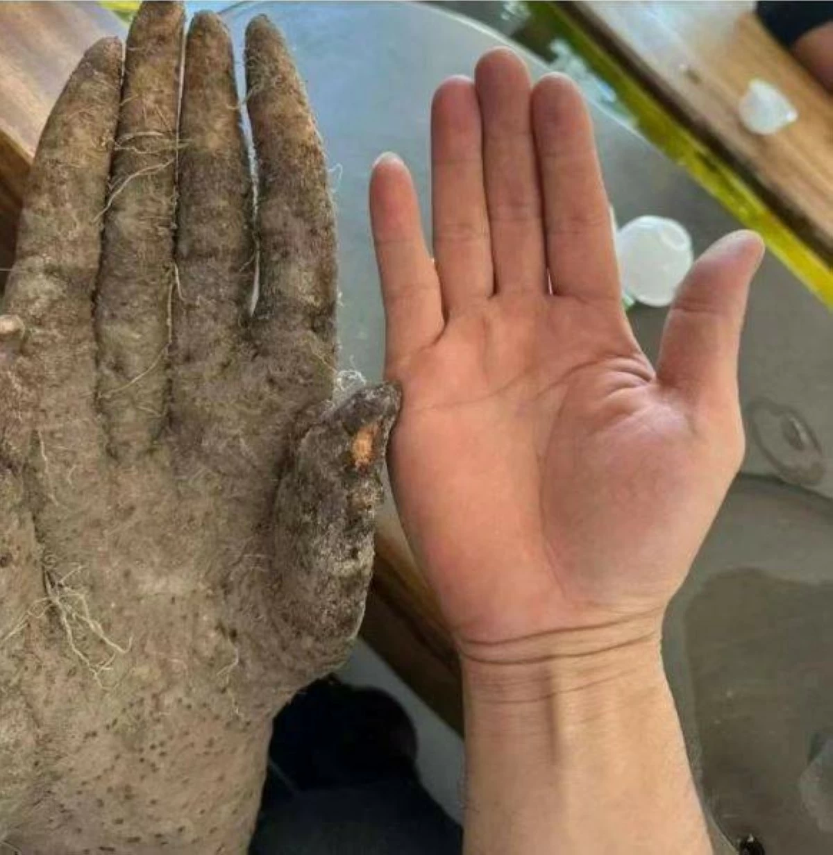 أخبار منوعة – بطاطا على شكل يد الإنسان