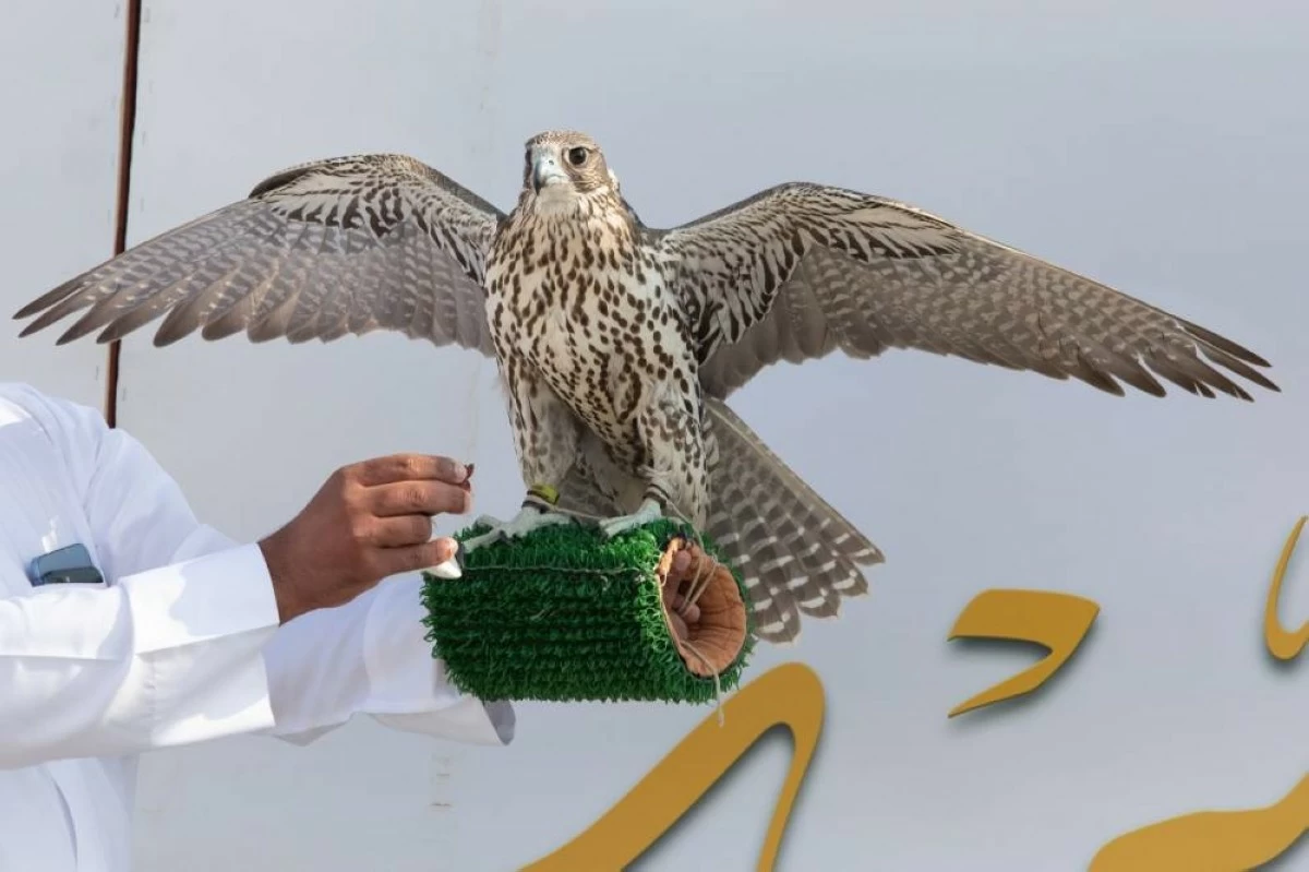 الصقارة في التراث العربي