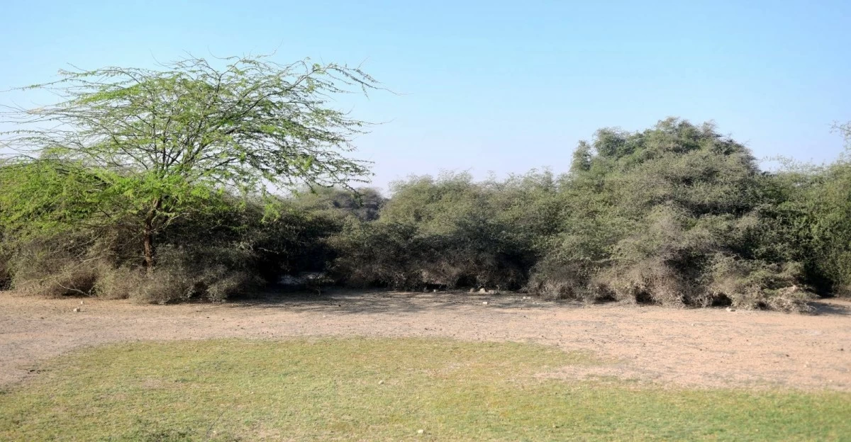 صوره – تقع روضة النعمان في شمال غرب قطر. وهي واحة خضراء وتتميز بأشجار السدر المعمرة وتنشط فيها الحياة البرية خلال مواسم الأمطار.