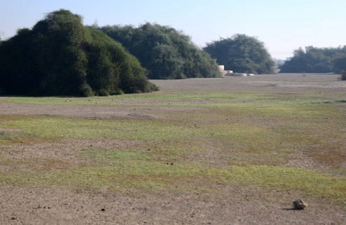 صوره – روضة النعمان شمال قطر تتحول إلى واحة خضراء وسط الصحراء بعد سقوط الأمطار.