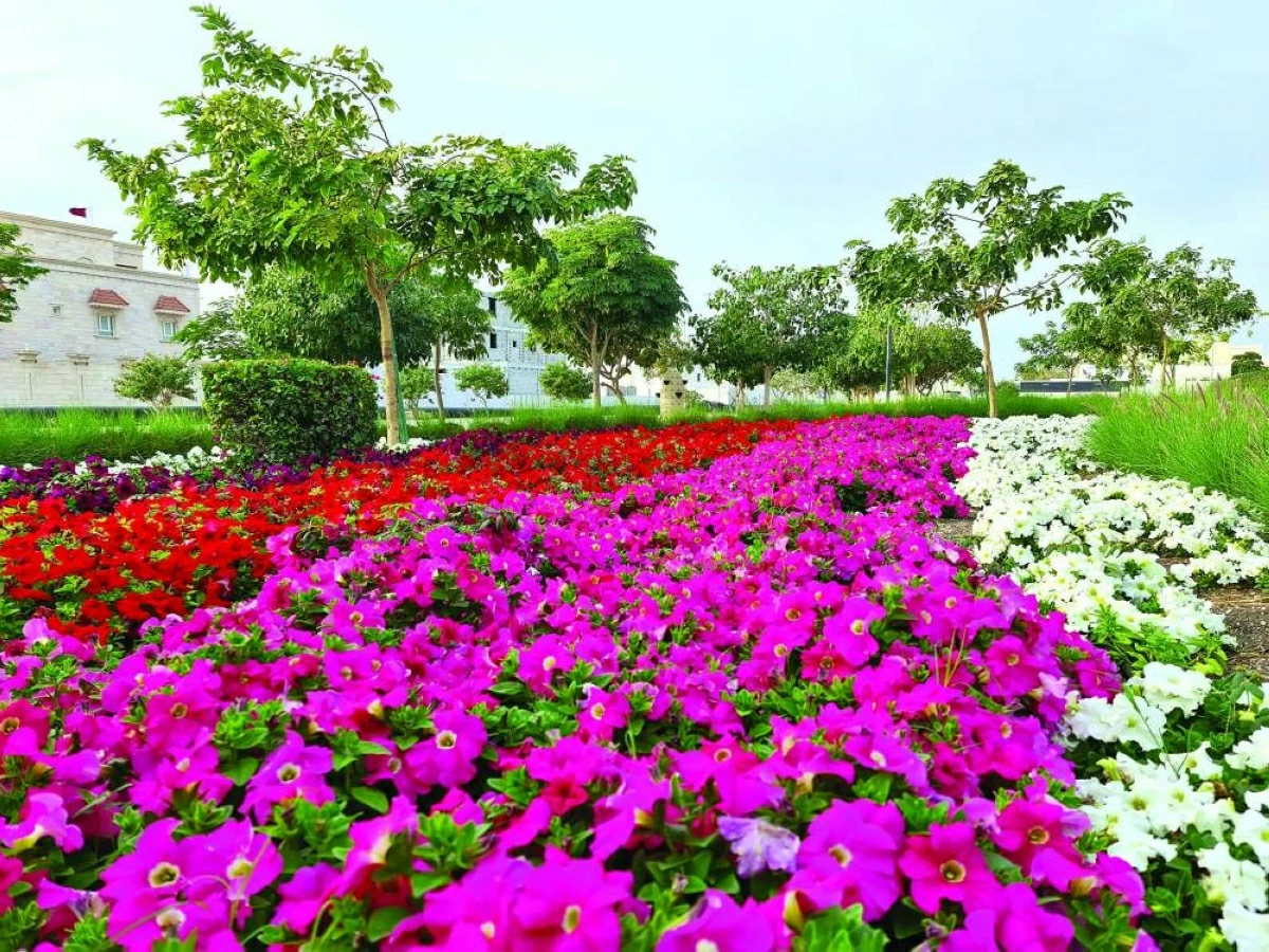 صوره – تتزين شوارع الدوحة بالزهور الموسمية خلال فصل الربيع.