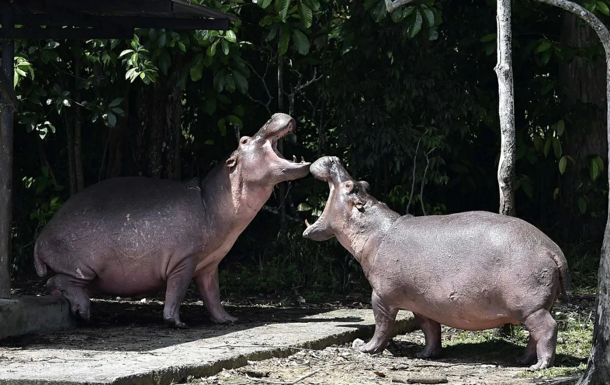 أخبار منوعة – كولومبيا توافق على خطة لإعدام أفراس النهر التي يملكها إسكوبار