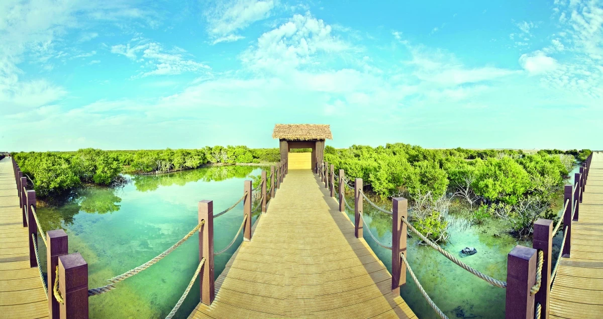 صوره – تزين أشجار المنغروف جزيرة بن غنام.