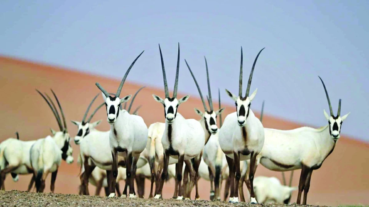 صوره – تبذل دولة قطر جهودًا كبيرة في مجال إكثار وحماية المها العربي من خلال توفير البيئة المناسبة والرعاية البيطرية المستمرة.