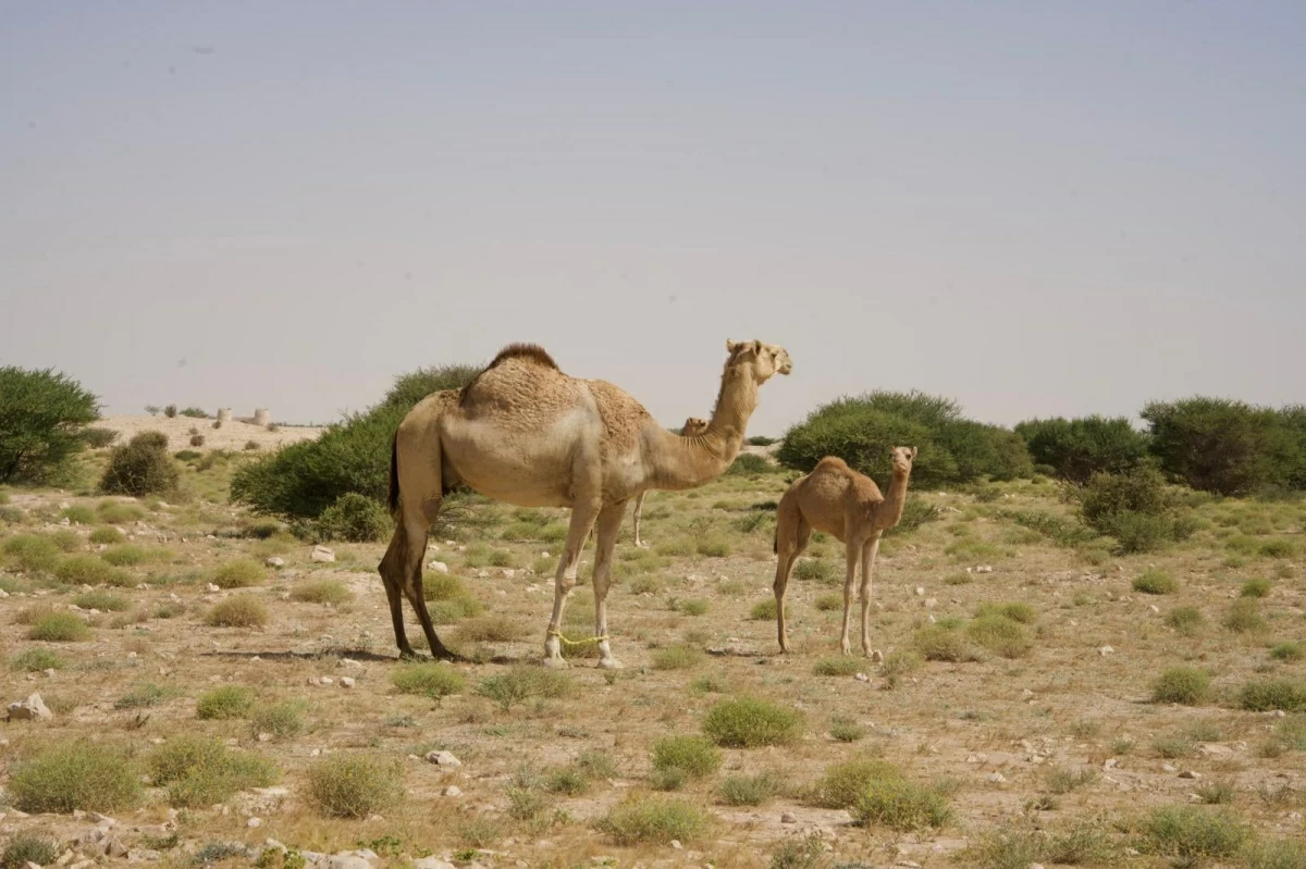 الجولات التفتيشية التي تقوم بها وزارة البيئة تسفر عن كشف المخالفات والتعديات على البر القطري
