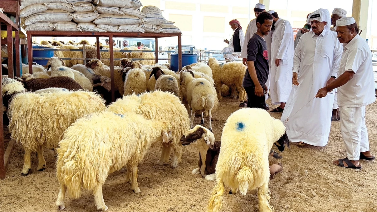 أخبار منوعة – موسم الأضاحي ودوره في تحقيق المفهوم التضامني للمجتمع أخبار منوعة – موسم الأضاحي ودوره في تحقيق المفهوم التضامني للمجتمع