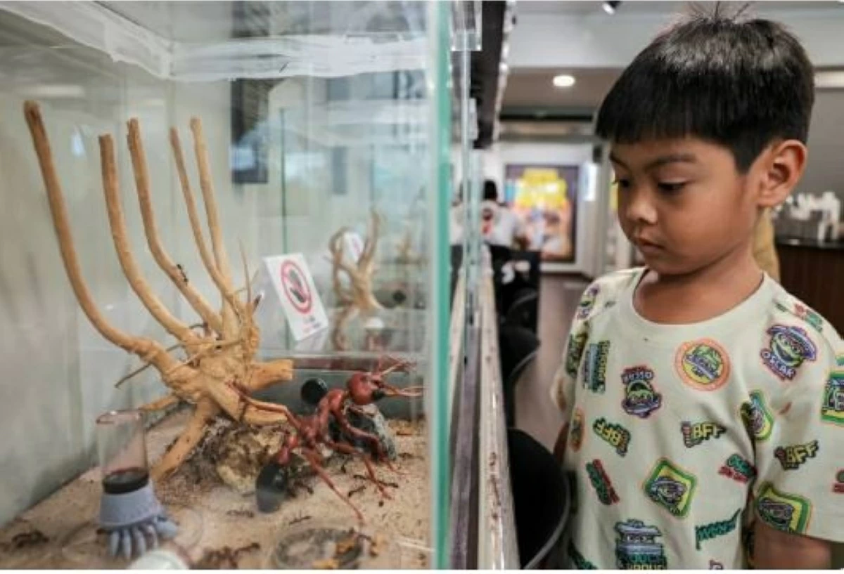 أخبار منوعة – فنجان من القهوة أمام مستعمرات النمل في مقهى في بانكوك أخبار منوعة – فنجان من القهوة أمام مستعمرات النمل في مقهى في بانكوك